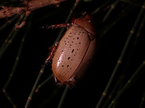 Photo of Washerwoman (Anoplognathus porosus)