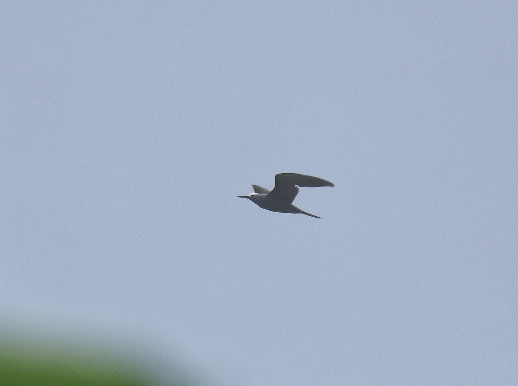 Lesser Noddy illustration