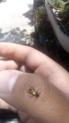 Isotes multipunctata