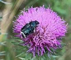 Trichiotinus viridans