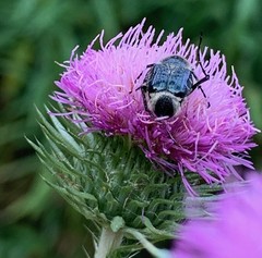 Trichiotinus viridans