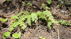 Polemonium pulcherrimum delicatum
