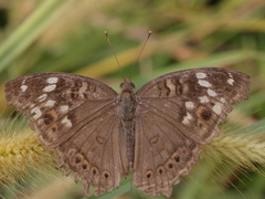 Junonia erigone