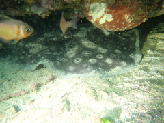 Urolophus circularis