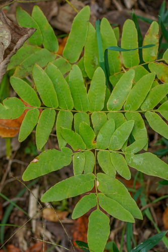 Image of Osmunda japonica by (c) WATANABE Hitoshi 渡辺仁, some rights reserved (CC BY)