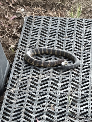 Tiger Snake sighting