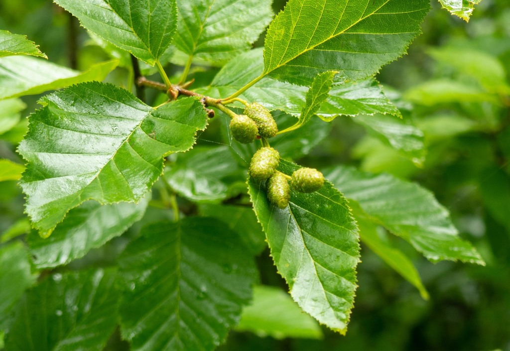Green alder