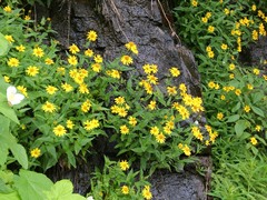 Arnica amplexicaulis