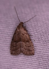 Hypenodes fractilinea