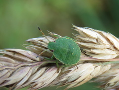 Palomena prasina