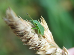 Palomena prasina