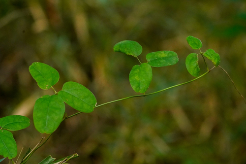 Image of Akebia trifoliata by (c) WATANABE Hitoshi 渡辺仁, some rights reserved (CC BY)