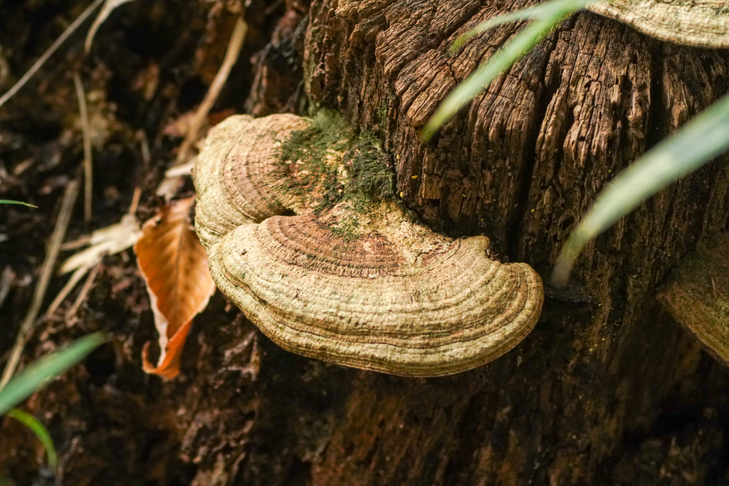 Fomitopsis dickinsii · November 2024 · photo: © tbc_watanabe (iNaturalist, cc-by)
