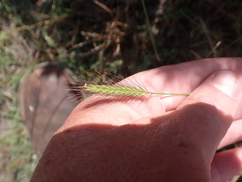 Hordeum nodosum iNat (3)