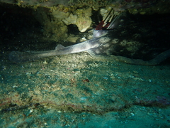 Urolophus circularis