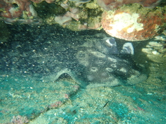 Urolophus circularis