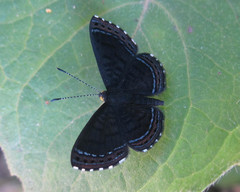 Detritivora caryatis