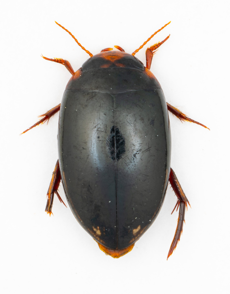 Platynectes babai