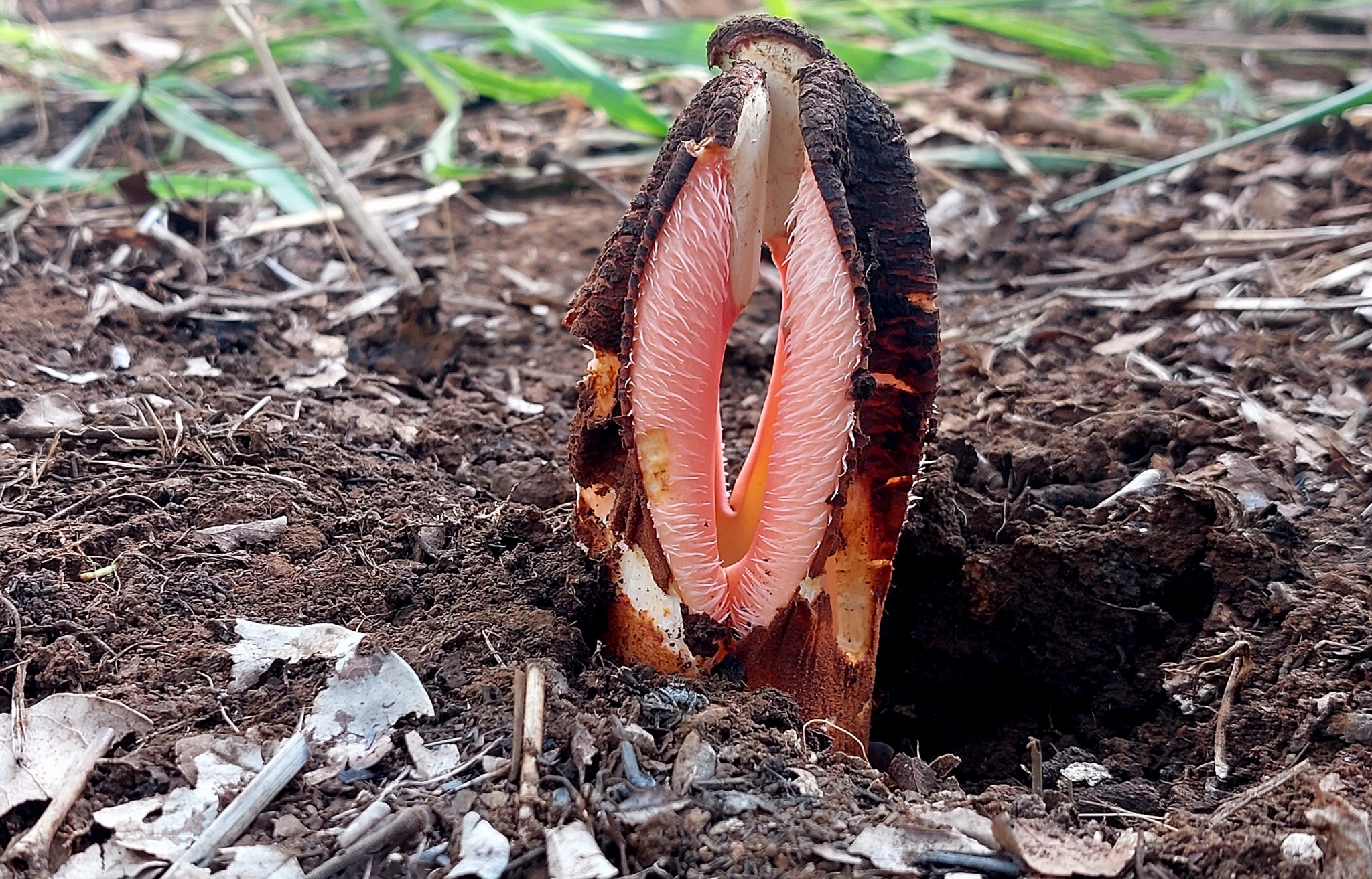 Imagem de Flor-cadáver