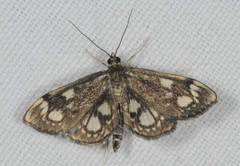 Anania coronata