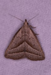 Macrochilo absorptalis