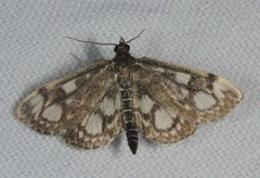 Anania coronata