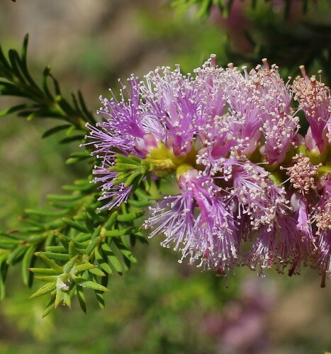Melaleuca erubescens observed 2024-11-22