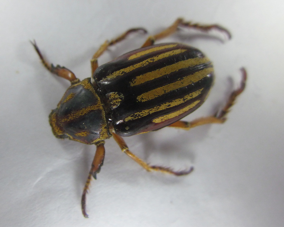Ancistrosoma