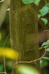 Carpinus tschonoskii, photograph (c) WATANABE Hitoshi 渡辺仁, some rights reserved (CC BY)