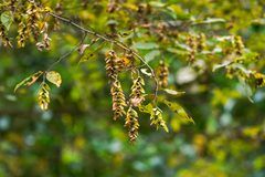 Carpinus tschonoskii, photograph (c) WATANABE Hitoshi 渡辺仁, some rights reserved (CC BY)