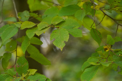 Carpinus tschonoskii, photograph (c) WATANABE Hitoshi 渡辺仁, some rights reserved (CC BY)
