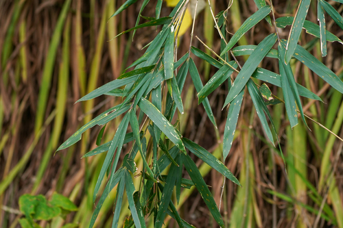 Pleioblastus argenteostriatus, photograph 2
