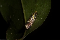 Monopis chrysogramma