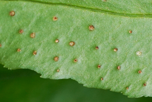 Image of Cyrtomium laetevirens by (c) WATANABE Hitoshi 渡辺仁, some rights reserved (CC BY)