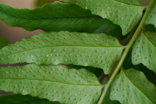 Image of Cyrtomium laetevirens by (c) WATANABE Hitoshi 渡辺仁, some rights reserved (CC BY)