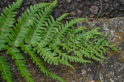 Dryopteris uniformis, photograph 3