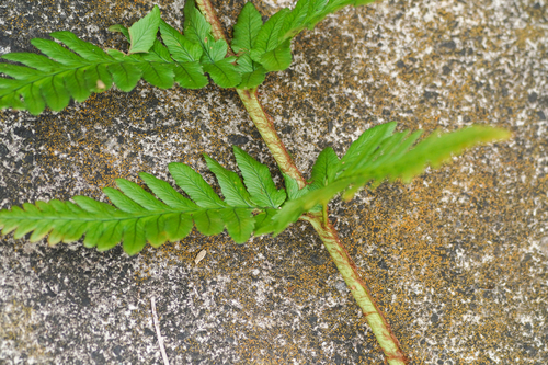 Dryopteris uniformis, photograph 2
