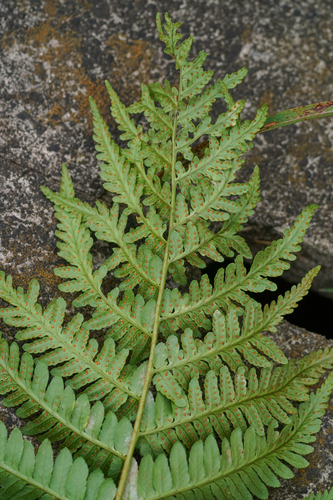 Dryopteris uniformis, photograph 5