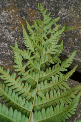 Dryopteris uniformis, photograph (c) WATANABE Hitoshi 渡辺仁, some rights reserved (CC BY)
