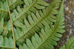 Dryopteris uniformis, photograph (c) WATANABE Hitoshi 渡辺仁, some rights reserved (CC BY)
