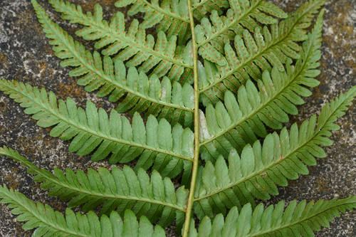 Image of Dryopteris uniformis by (c) WATANABE Hitoshi 渡辺仁, some rights reserved (CC BY)