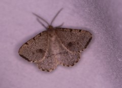Macaria evagaria