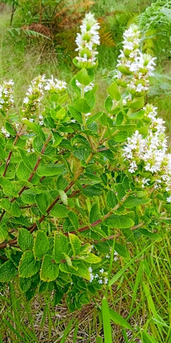 Cameroonian Calamint (Clinopodium robustum)