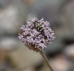 Acmaeodera tuta