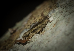 Metrioglypha phyllodes