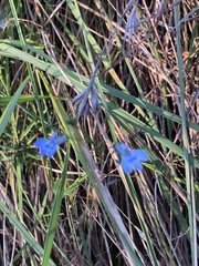 Lobelia flaccida