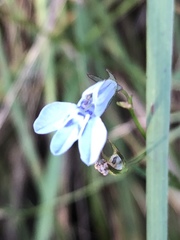 Lobelia flaccida