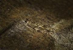 Metrioglypha phyllodes