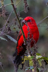 Scarlet Finch photo 2