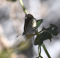 Hesperopsis libya